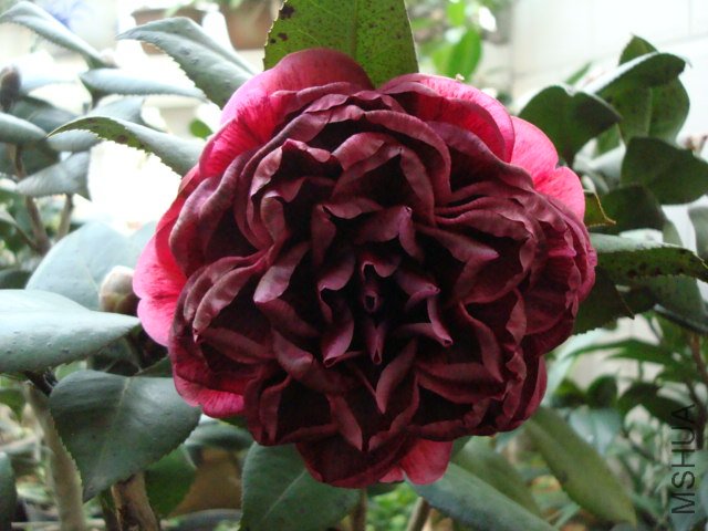 DSC00161.JPG