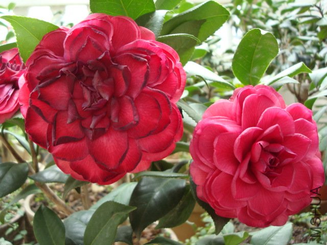 DSC00167.JPG