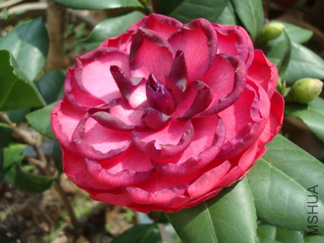 DSC00081.JPG