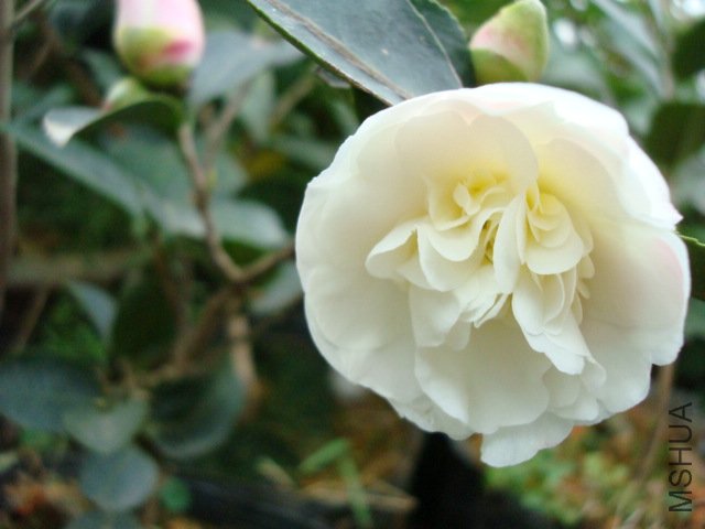 DSC00235.JPG