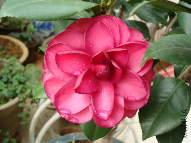 DSC00096.JPG
