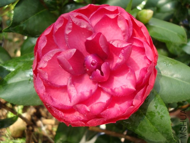 DSC00075.JPG