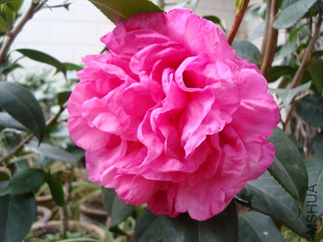 DSC00221.JPG