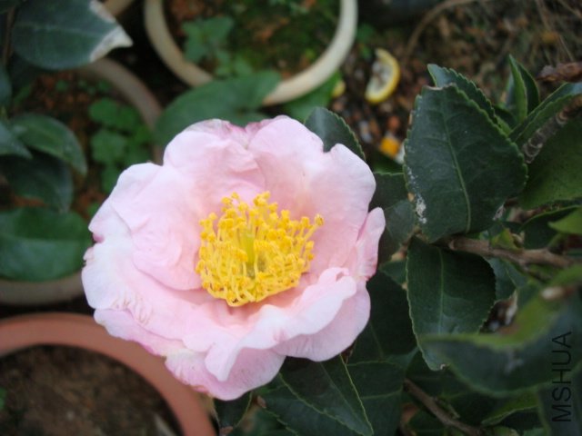 DSC00233.JPG