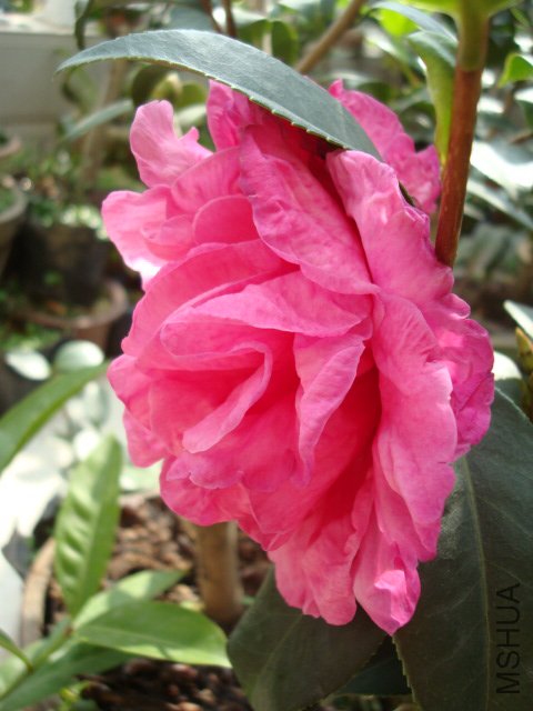 DSC00246.JPG