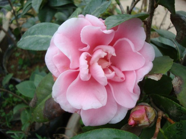 DSC00237.JPG