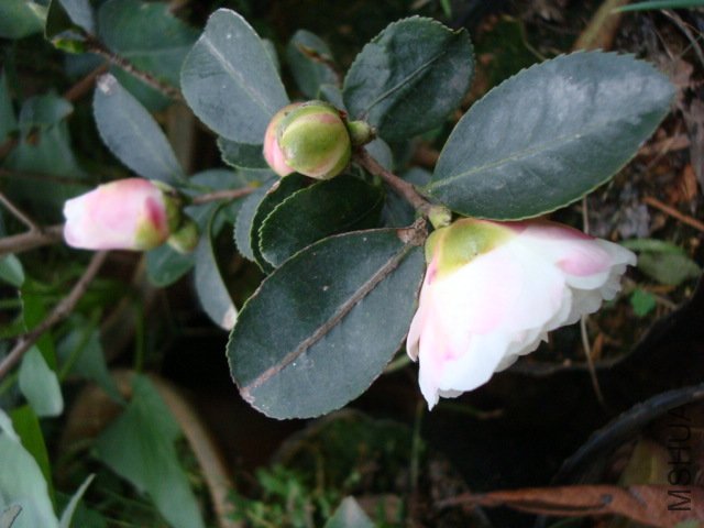 DSC00234.JPG