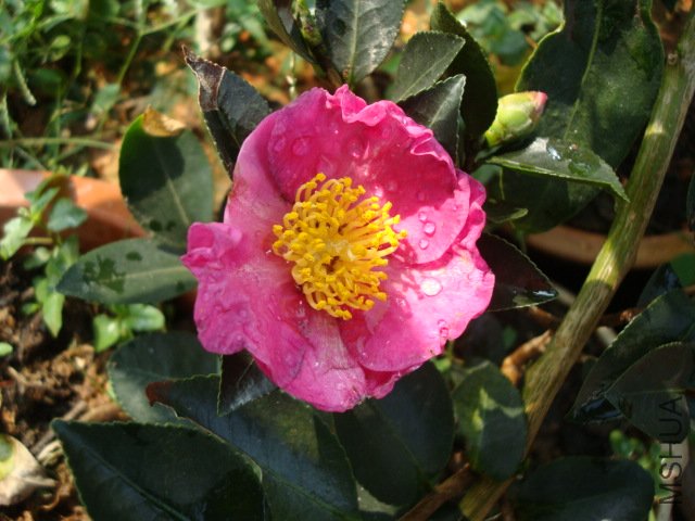 DSC00135.JPG