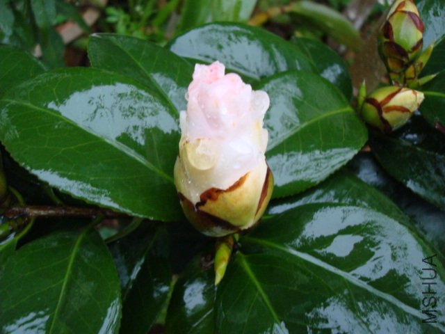 DSC00253.JPG