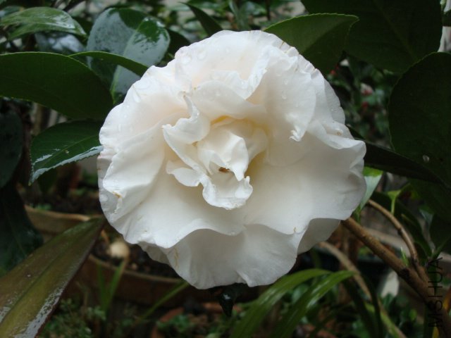 DSC00256.JPG