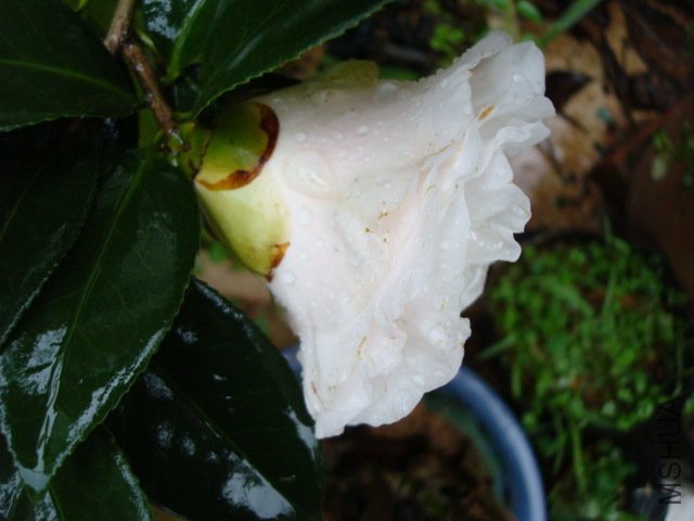 DSC00254.JPG