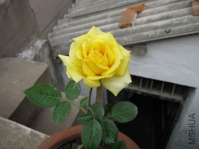 IMG_0019.JPG
