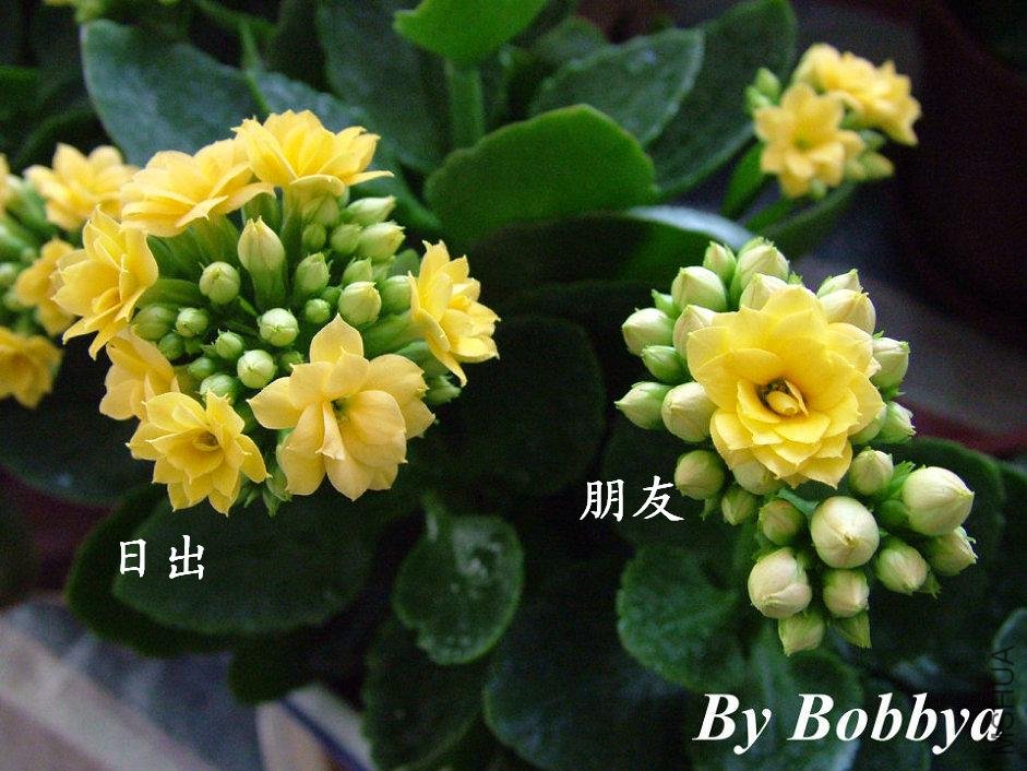 �ճ������ѶԱ�