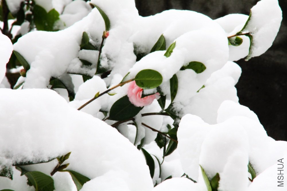 ��Ƭ��������.����.��6.��ѩ���� 140+1.jpg