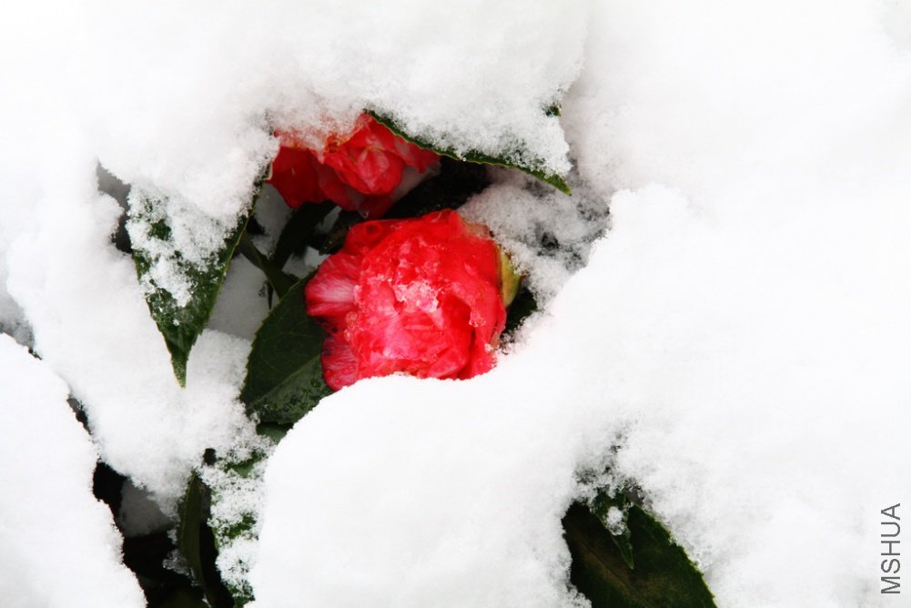 ��Ƭ��������.����.��6.��ѩ���� 144.jpg