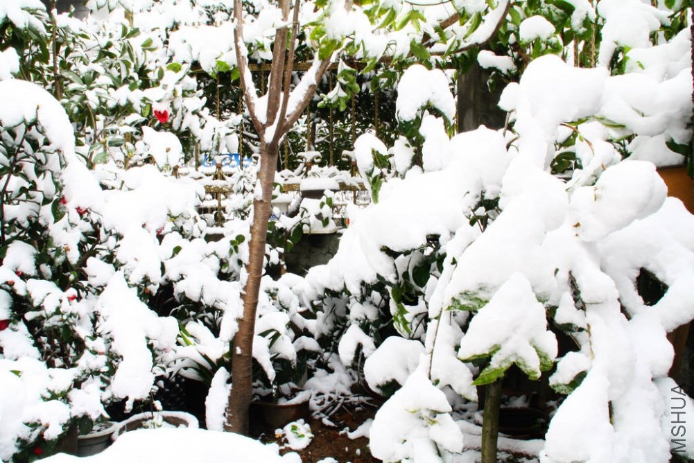 ��Ƭ��������.����.��6.��ѩ���� 152.jpg