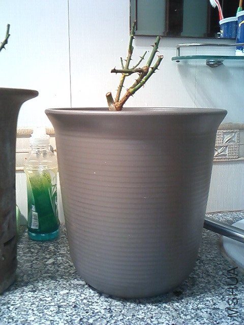 IMG0092.jpg