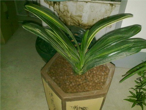 20101218871.jpg