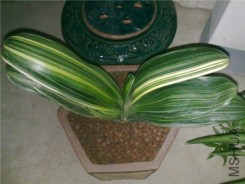 20101218870.jpg