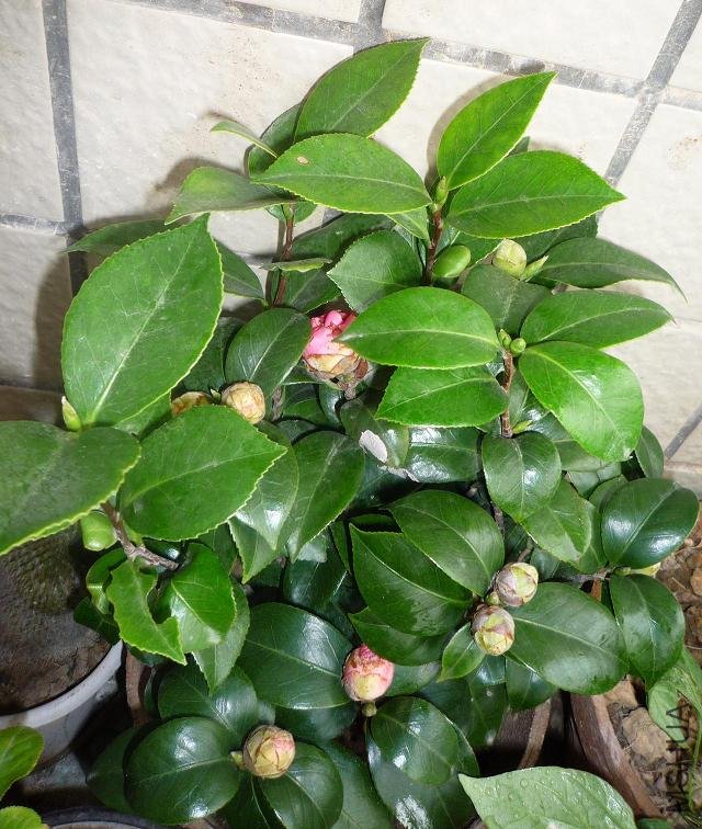 P1040727.JPG