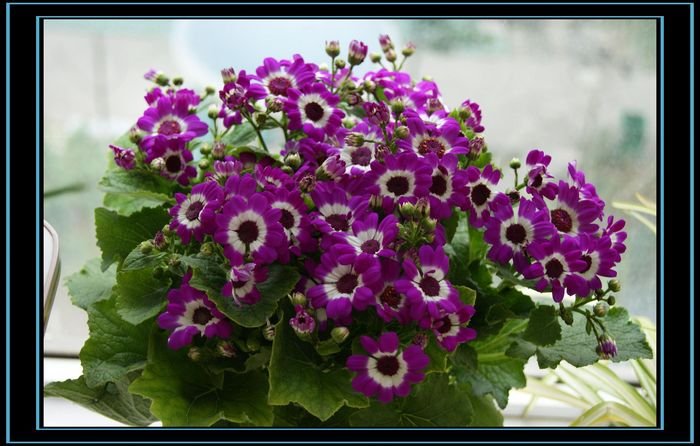 ��Ҷ���Ϻ�ɫ