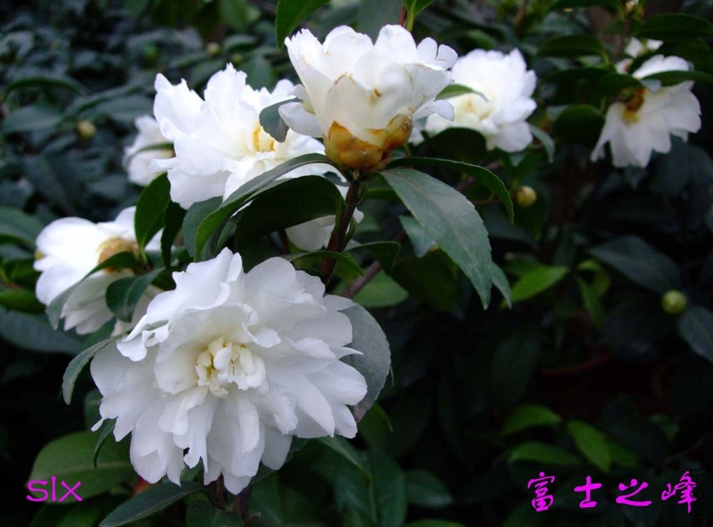 ��Ƭ10-12-9 00611.jpg