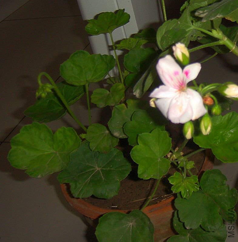 DSC03438.JPG