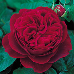 PL0000001132_card.jpg