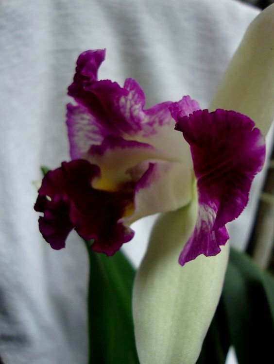 Blc.Haw Yuan Beauty (A 0639) 2.jpg