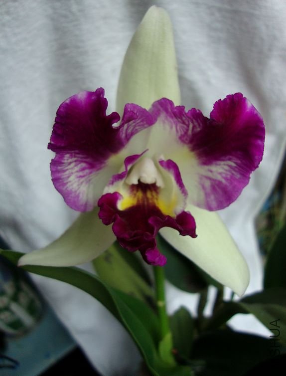 Blc.Haw Yuan Beauty (A 0639) 1.jpg