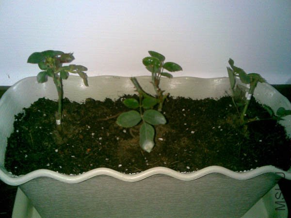 20101207(004).jpg
