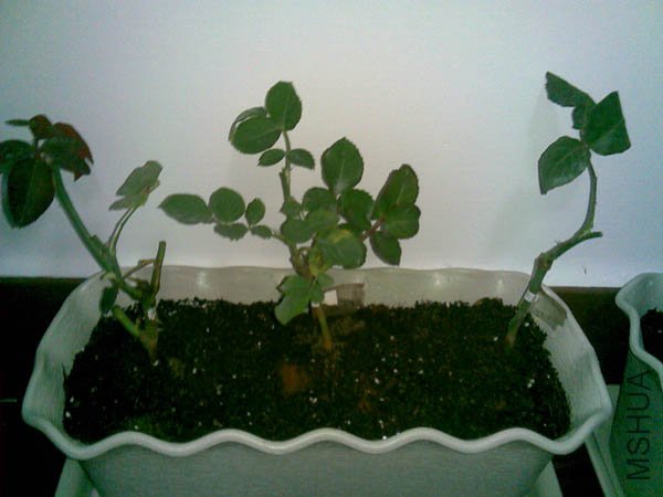 20101207(005).jpg