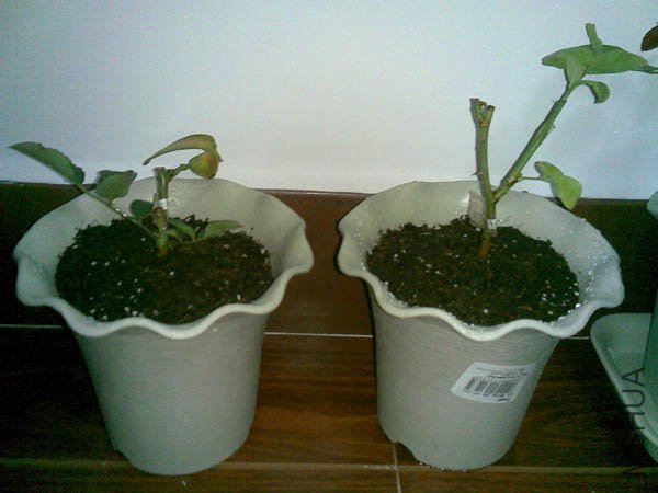 20101207(006).jpg