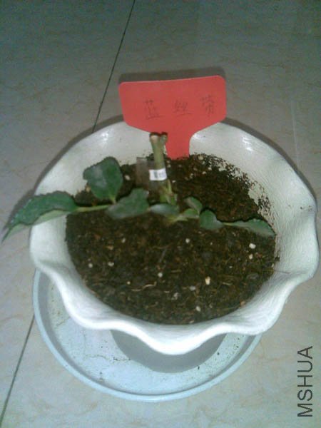 20101221(001).jpg