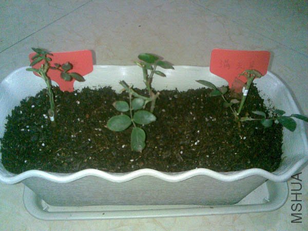 20101221(004).jpg