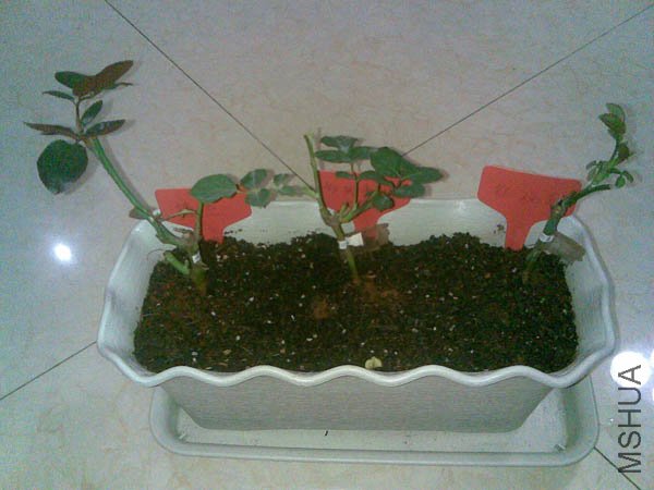 20101221(003).jpg