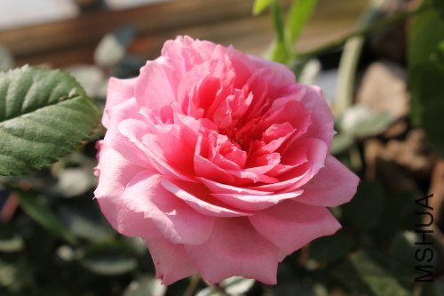 IMG_3472kk.JPG
