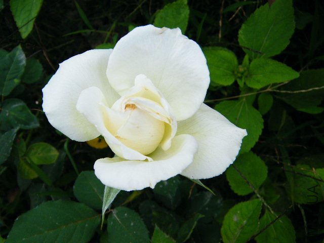DSCF6309.JPG
