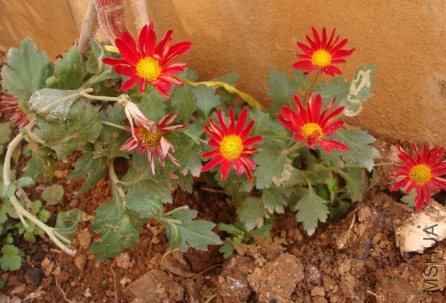 ��֪Ʒ�֣�����ǰ�ӹ�˾��Ū��С��