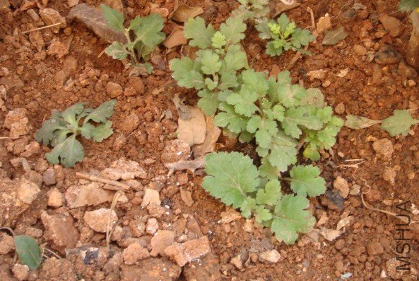 ��������С�������Ū������Ū��ľջ�С֦�����ڵ���ȫ�������������л�����