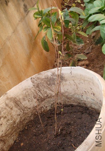 С�̣��Ǻ���С�����ģ���ʱ���������¼ҵ���̨�ϣ����Ծ�����ôһ��Ͱ����������ϣ���������кõı��ְ� ...