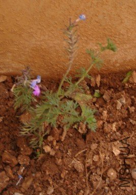 ���¼�ʱ�����Գ���һС�꣬��������ɫ��С�磬��ʱ��Ҫ��������һ�裬�ɱ���˵�������õģ���Ū����ôһС ...