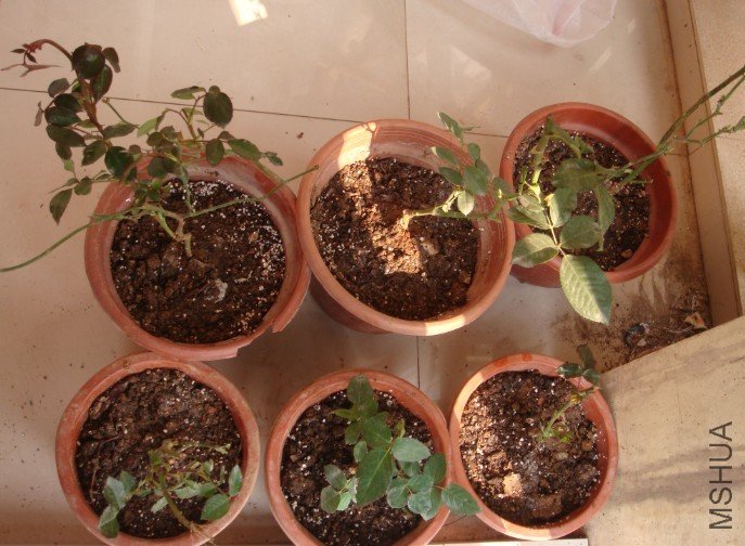 �������ӵ��������ļ����ա�