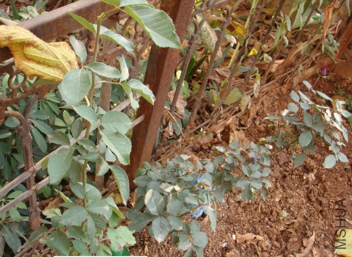 ������֮ǰ˵���ڱ������ֵ��¼����δ������ǽ�ѫ�¡���˫ϲ�������ˣ�����ͷ�ϻ���һ�仨����֪�������� ...