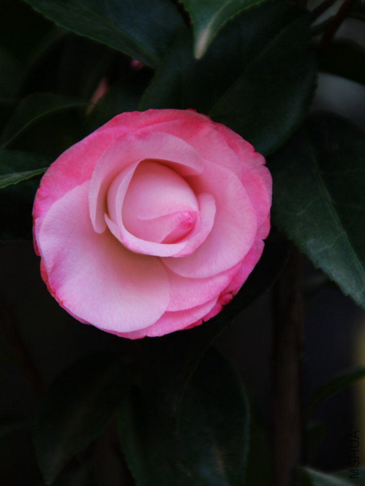 ��Ƭ��������.����.�軨�������ǣ� 032+1.jpg