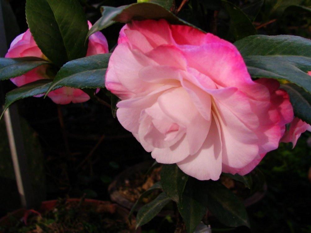 ��Ƭ��������.����.����.�軨�� 013.jpg