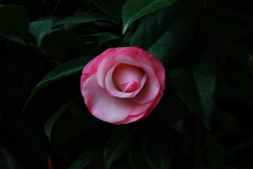 ��Ƭ��������.����.�軨�������ǣ� 064+1.jpg