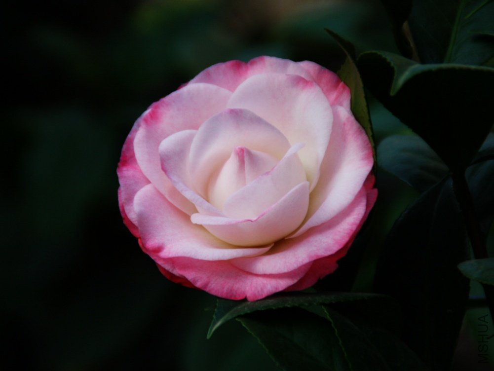 ��Ƭ��������.����.�軨�������ǣ� 044+1.jpg