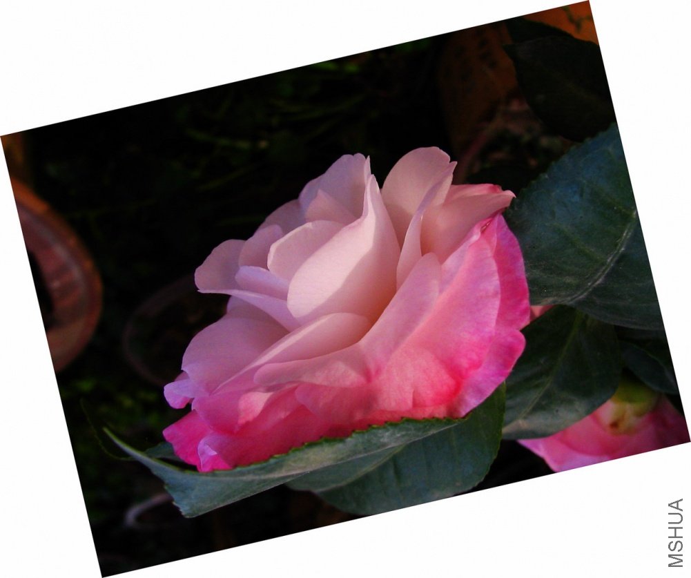 ��Ƭ��������.����.����.�軨�� 021.jpg