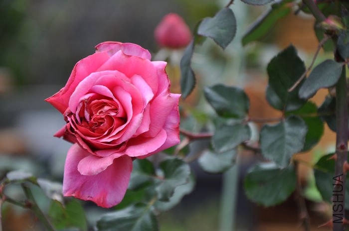 2010.12.23 002.jpg